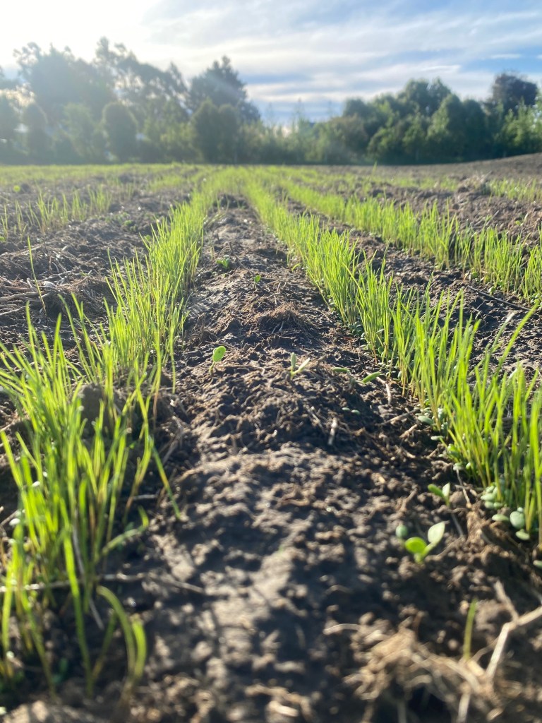 rows of barenburg rye grass growing