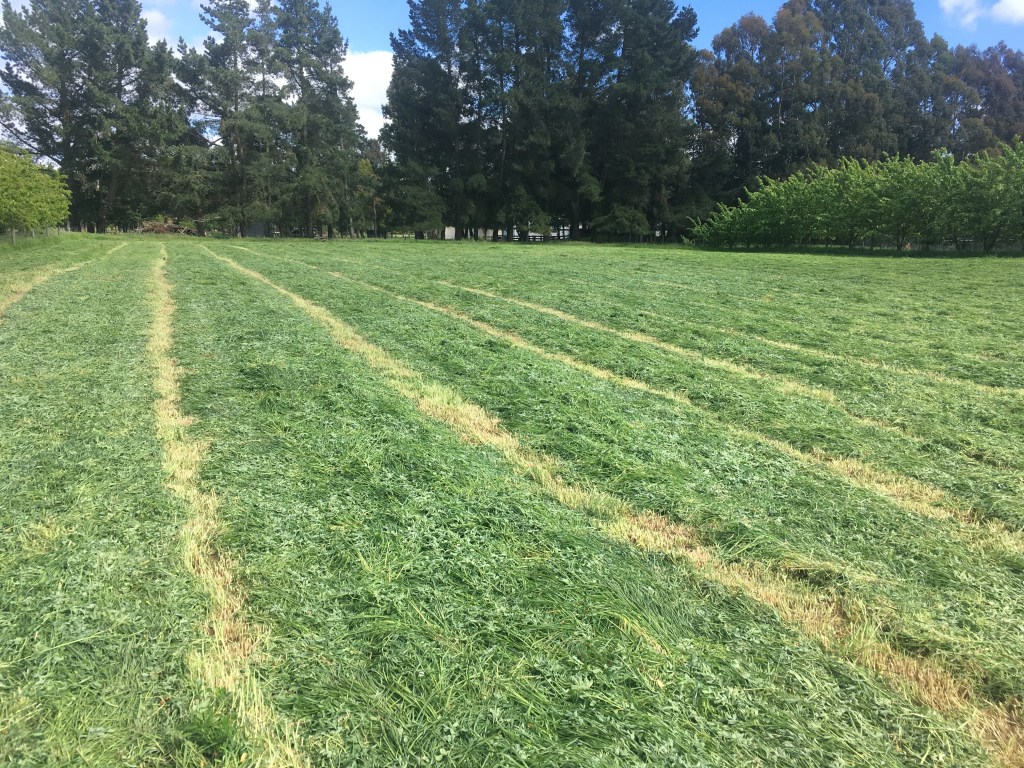 rows of fresh cut rye grass ready to be baled